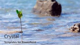  Presentation with mangrove - Amazing PPT layouts having mangrove tree sprout emerging for the tropical sea backdrop and a light blue colored foreground