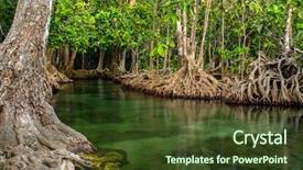  Presentation with mangrove - Colorful slide deck enhanced with mangrove trees along the turquoise backdrop and a tawny brown colored foreground