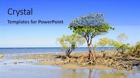  Presentation with mangrove - Amazing slides having mangrove trees and roots backdrop and a light blue colored foreground