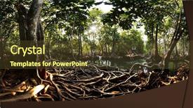  Presentation with tree roots - Slides having mangrove trees in a peat background and a tawny brown colored foreground