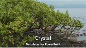  Presentation with mangrove - Cool new PPT theme with mangrove-trees-in-the-water backdrop and a tawny brown colored foreground