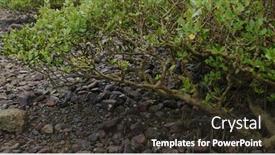  Presentation with mangrove - Slide set enhanced with mangrove-trees-in-the-water background and a wine colored foreground