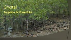  Presentation with mangrove - Amazing presentation design having mangrove-trees-in-the-water backdrop and a tawny brown colored foreground