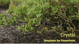  Presentation with mangrove - PPT theme with mangrove-trees-in-the-water background and a tawny brown colored foreground