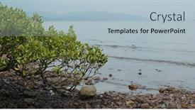  Presentation with mangrove - Audience pleasing slide set consisting of mangrove-trees-in-the-water backdrop and a light blue colored foreground