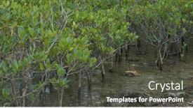  Presentation with mangrove - Amazing PPT theme having mangrove-trees-in-the-water backdrop and a dark gray colored foreground