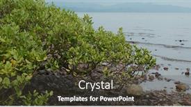  Presentation with mangrove - Presentation theme consisting of mangrove-trees-in-the-water background and a tawny brown colored foreground