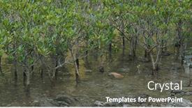  Presentation with mangrove - Audience pleasing PPT theme consisting of mangrove-trees-in-the-water backdrop and a dark gray colored foreground