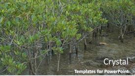  Presentation with mangrove - Audience pleasing theme consisting of mangrove-trees-in-the-water backdrop and a dark gray colored foreground