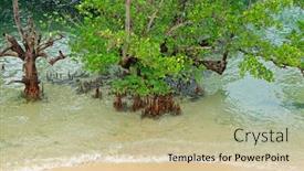  Presentation with zanzibar - Colorful presentation theme enhanced with mangrove-trees-on-the-tropical backdrop and a soft green colored foreground