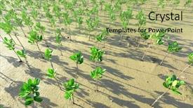  Presentation with mangrove - Audience pleasing theme consisting of mangrove backdrop and a mint green colored foreground