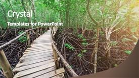  Presentation with zanzibar - Audience pleasing PPT layouts consisting of mangroves - beautiful green mangrove forest backdrop and a seafoam green colored foreground