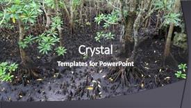  Presentation with zanzibar - PPT theme consisting of mangroves - landscape with mangrove forest background and a dark gray colored foreground