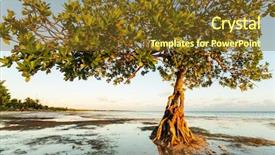  Presentation with florida - PPT layouts with mangroves - lonely mangrove tree in florida background and a tawny brown colored foreground