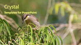  Presentation with bottlebrush - Audience pleasing presentation consisting of mangroves - mangrove honeyeater bird perching backdrop and a tawny brown colored foreground