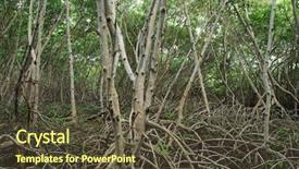  Presentation with mangrove - Amazing slides having mangroves - mangrove trees along the river backdrop and a tawny brown colored foreground