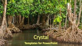  Presentation with mangrove - Audience pleasing presentation theme consisting of mangroves - mangrove trees along the turquoise backdrop and a tawny brown colored foreground