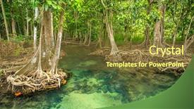  Presentation with mangrove - Beautiful slides featuring mangroves - mangrove trees along the turquoise backdrop and a tawny brown colored foreground
