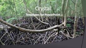  Presentation with zanzibar - Slide set consisting of mangroves - wild mangrove forest in zanzibar background and a seafoam green colored foreground