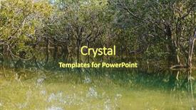  Presentation with mangrove - Slides enhanced with mangroves - wodden path and trees background and a tawny brown colored foreground