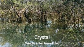  Presentation with mangrove - Amazing theme having mangroves - wodden path and trees backdrop and a tawny brown colored foreground