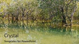  Presentation with mangrove - PPT layouts consisting of mangroves - wodden path and trees background and a mint green colored foreground