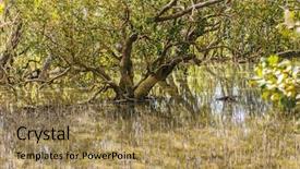  Presentation with mangrove - Slides having mangroves - wodden path and trees background and a coral colored foreground