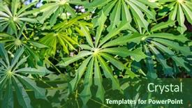  Presentation with manihot esculenta - PPT theme enhanced with manihot-esculenta-cassava background and a forest green colored foreground