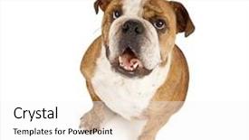  Presentation with english bulldog - Colorful PPT theme enhanced with mans best friend - big bulldog begging backdrop and a white colored foreground