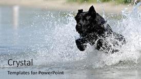  Presentation with water - PPT theme consisting of mans best friend - black dog is jumping background and a light gray colored foreground