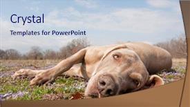  Presentation with dog - Presentation theme consisting of women suffer from obesity background and a  colored foreground.