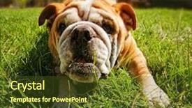  Presentation with grass - Slide deck featuring mans best friend - cute bull dog background and a tawny brown colored foreground