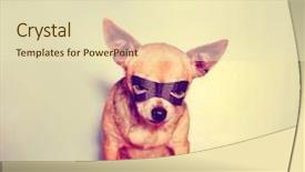  Presentation with vintage retro - Cool new slides with mans best friend - cute chihuahua with a mask backdrop and a soft green colored foreground