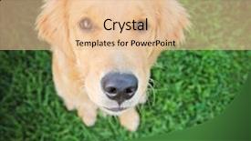  Presentation with vintage retro - Presentation theme having mans best friend - cute golden retriever sitting background and a lemonade colored foreground