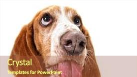  Presentation with basset hound - Presentation theme enhanced with mans best friend - cute portrait of a basset background and a red colored foreground