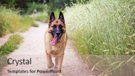  Presentation with person looking out in nature - Audience pleasing PPT theme consisting of mans best friend - german shepherd dog backdrop and a soft green colored foreground