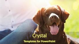  Presentation with walk - Cool new PPT layouts with mans best friend - young guy with retriever backdrop and a wine colored foreground