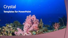  Presentation with coral reef - Presentation theme having manta ray and coral reef background and a dark gray colored foreground