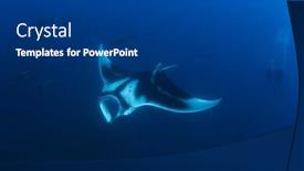  Presentation with scuba diving - Slide deck enhanced with manta-ray-and-couple-scuba background and a dark gray colored foreground