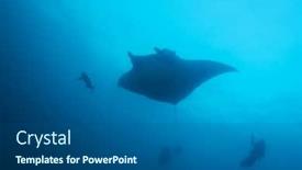  Presentation with divers - Colorful theme enhanced with manta-ray-and-scuba-divers backdrop and a dark gray colored foreground