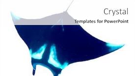  Presentation with cut - Audience pleasing presentation consisting of manta-ray-cut-out backdrop and a white colored foreground