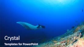  Presentation with environmental pollution - Slides enhanced with net of fishing line pollution background and a navy blue colored foreground