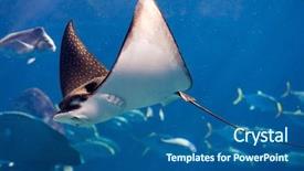  Presentation with floating - Theme enhanced with manta ray floating underwater background and a ocean colored foreground