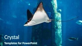  Presentation with floating - Theme with manta ray floating underwater background and a ocean colored foreground