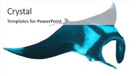  Presentation with brown sugar isolated on white - Slide deck enhanced with manta ray isolated on white background and a white colored foreground