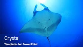  Presentation with film x ray pelvis - Audience pleasing PPT layouts consisting of manta-ray-oceanic-manta-manta backdrop and a dark gray colored foreground