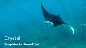  Presentation with bali - PPT theme enhanced with manta-ray-swimming-in-nusa background and a ocean colored foreground