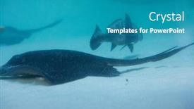  Presentation with fish aquarium - Presentation theme featuring manta ray swimming with fish in a tank at the aquarium background and a teal colored foreground