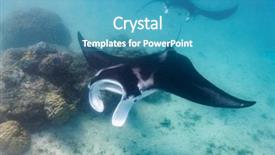  Presentation with swimming - Slides with manta ray swimming background and a teal colored foreground