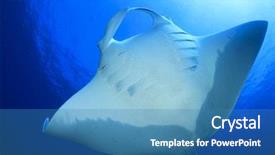  Presentation with coral - Audience pleasing presentation theme consisting of manta ray swims over coral reef backdrop and a teal colored foreground